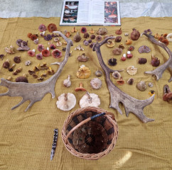 Beseda s profesionálním houbařem